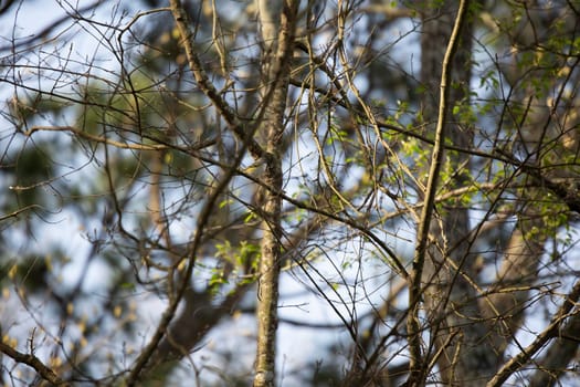 Blue-headed vireo (Vireo solitarius) perched happily on a tree limb