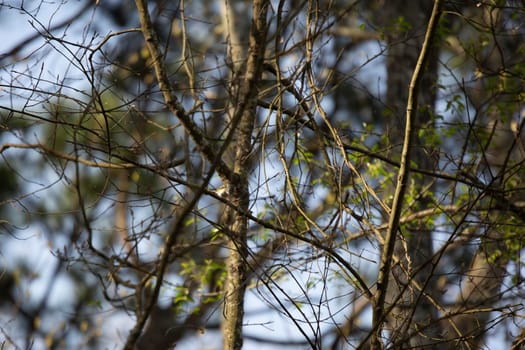 Blue-headed vireo (Vireo solitarius) bird foraging on a tree limb