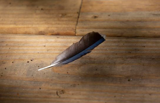 Single blue jay ()Cyanocitta cristata feather on a wooden walkway