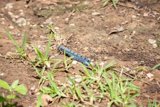 Close up of a blue jay (Cyanocitta cristata) feather on a patch of dirt within grass