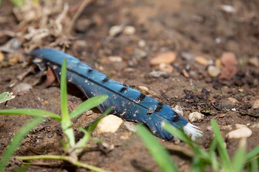 Close up of a blue jay (Cyanocitta cristata) feather on a patch of dirt within grass