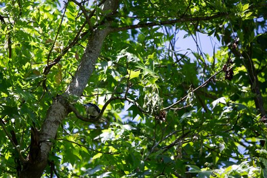 Blue jay (Cyanocitta cristata) perched on a tree limb