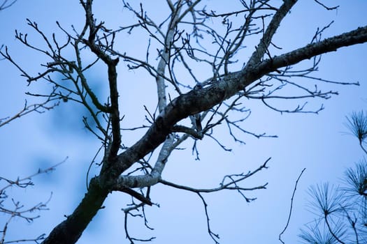 Blue jay (Cyanocitta cristata) looking over a large branch