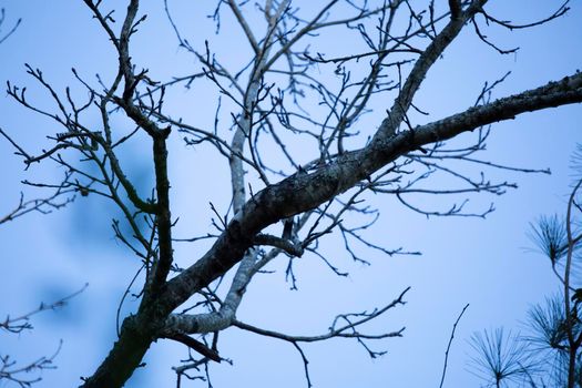 Blue jay (Cyanocitta cristata) looking over a large branch