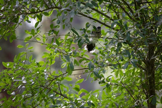 Blue jay (Cyanocitta cristata) taking flight from a bush branch