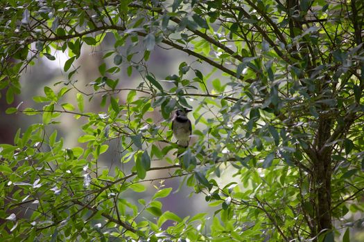 Blue jay (Cyanocitta cristata) bird looking off inquisitively