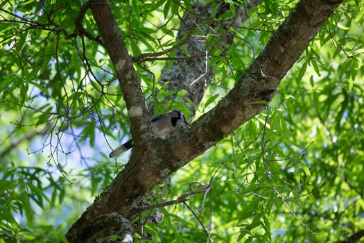 Blue jay (Cyanocitta cristata) perched in a tree