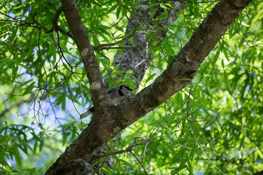 Blue jay (Cyanocitta cristata) perched in a tree