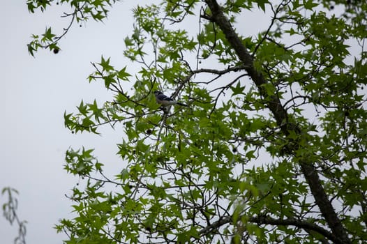 Blue jay (Cyanocitta cristata) hidden behind leaves in a tree