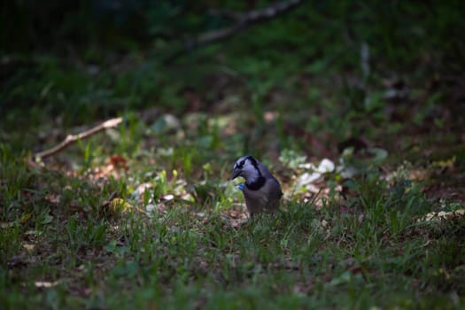 Inquisitive blue jay (Cyanocitta cristata) foraging on the ground