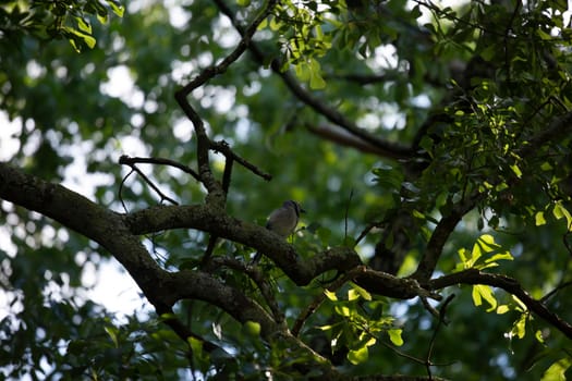 Blue jay (Cyanocitta cristata) perched on a tree branch