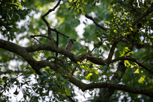 Blue jay (Cyanocitta cristata) perched on a tree branch