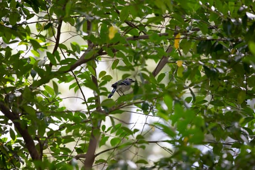 Blue jay (Cyanocitta cristata) cocking his head, watching a tiny insect while nestled in a tree