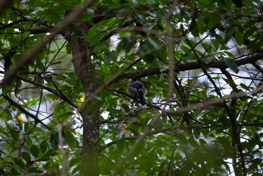 Blue jay (Cyanocitta cristata) glancing over his shoulder tentatively