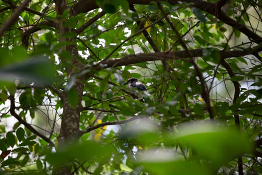Blue jay (Cyanocitta cristata) cocking his head, watching a tiny insect while nestled in a tree