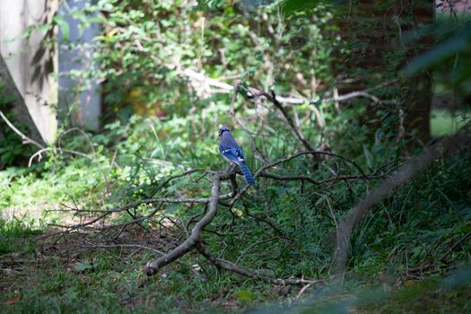 Blue jay (Cyanocitta cristata) calling from its perch on a fallen limb