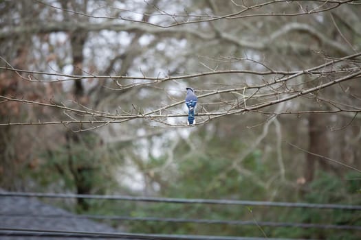 Blue jay (Cyanocitta cristata) on a small limb