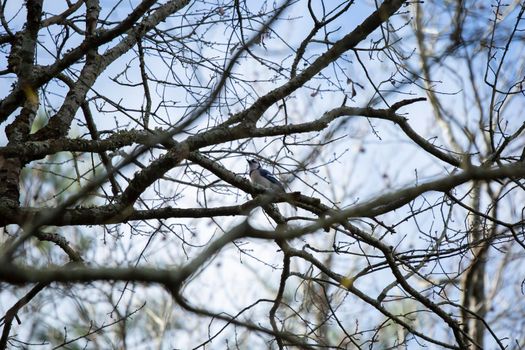 Blue jay (Cyanocitta cristata) majestically looking out from its winter perch