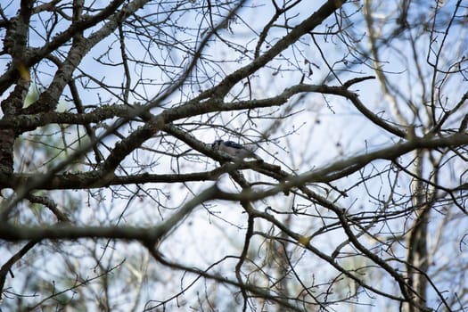 Blue jay (Cyanocitta cristata) hunting for insects on a tree branch