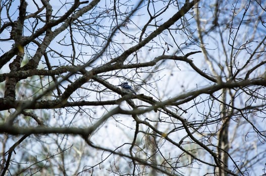 Profile of a blue jay (Cyanocitta cristata) perched on a branch