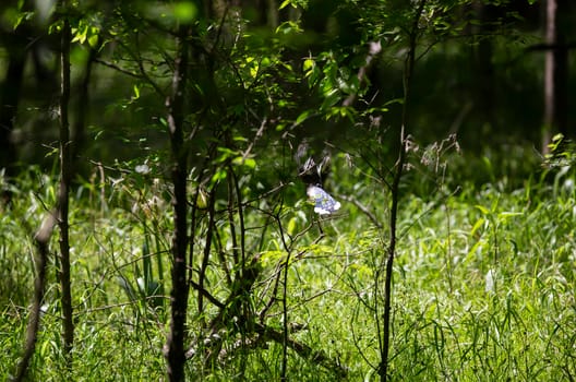 Blue jay (Cyanocitta cristata) flying away from its perch