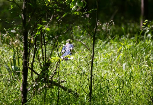 Blue jay (Cyanocitta cristata) perched on a thin bush branch