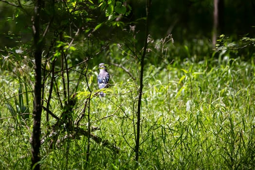 Blue jay (Cyanocitta cristata) perched on a thin bush branch