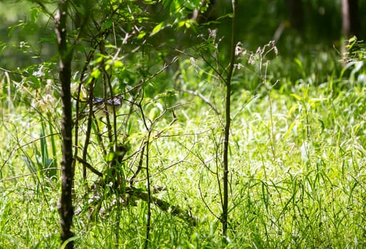 Blue jay (Cyanocitta cristata) perched on a thin bush branch