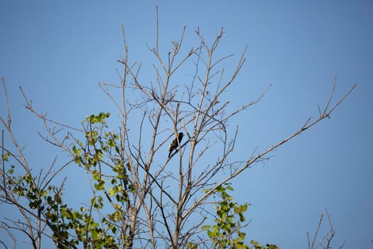 Bobolink bird (Dolichonyx oryzivorus) perched in a bush branch