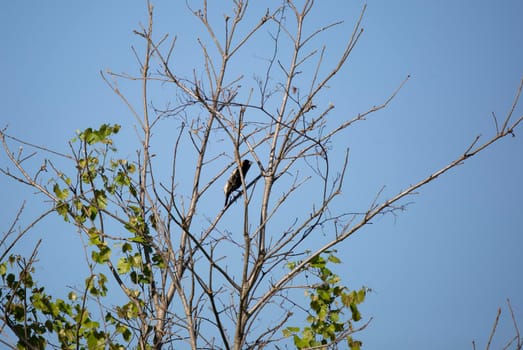 Bobolink bird (Dolichonyx oryzivorus) perched in a bush branch