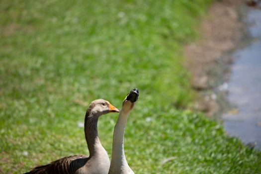 Brown Chinese goose (Anser cygnoides) with a Toulouse goose (Anser anser) on a lake shore