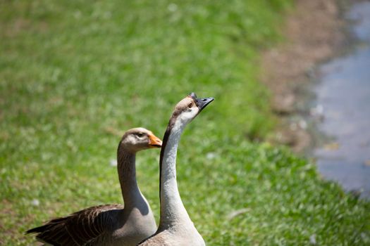 Brown Chinese goose (Anser cygnoides) with a Toulouse goose (Anser anser) on a lake shore