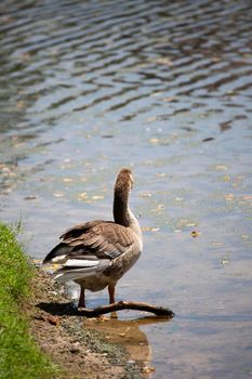 Toulouse goose (Anser anser) on a lake shore