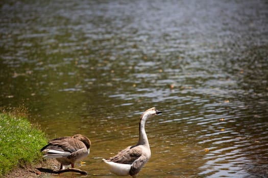 Brown Chinese goose (Anser cygnoides) watches dutifuly while a Toulouse goose (Anser anser) rests on a lake shore