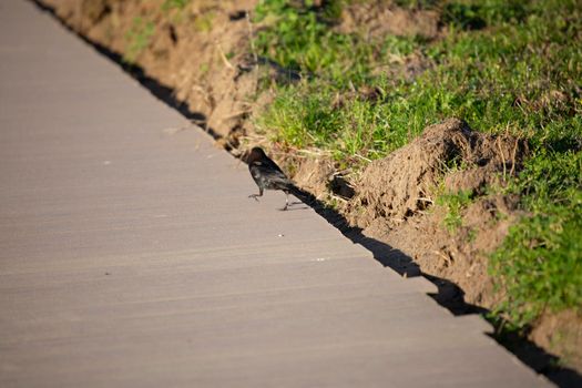 Single male brown-headed cowbird (Molothrus ater) strutting down a sidewalk