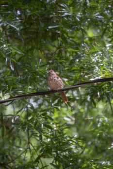 Curious brown thrasher (Toxostoma rufum) looking around from its perch on an electric line