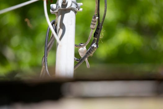 Black-capped chickadee (Poecile atricapillus) looking around from its perch on an electrical wire