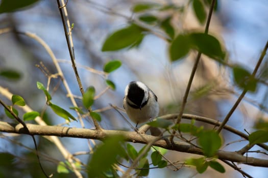 Black-capped chickadee (Poecile atricapillus) looking down from its perch on a bush
