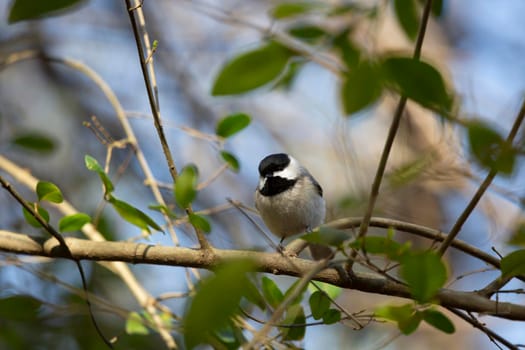Black-capped chickadee (Poecile atricapillus) perched on a bush branch