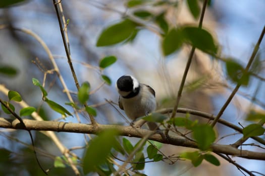 Black-capped chickadee (Poecile atricapillus) shaking its head on a branch