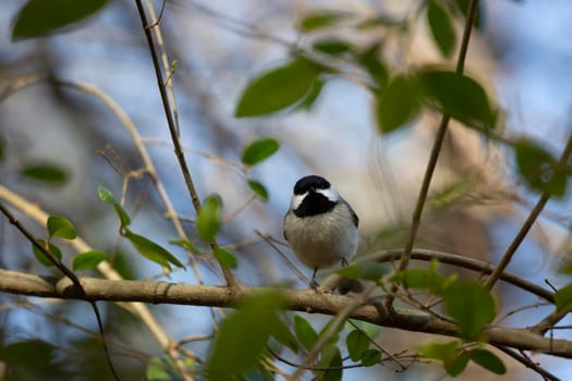 Black-capped chickadee (Poecile atricapillus) looking out from its perch on a bush branch