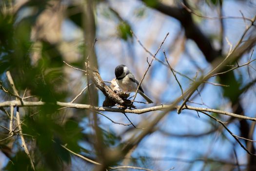 Black-capped chickadee (Poecile atricapillus) foraging for food on a bush branch