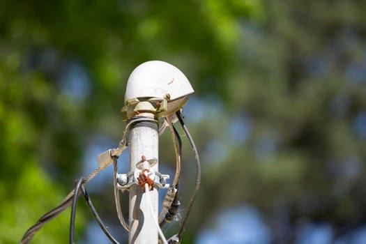 Black-capped chickadee () foraging for nesting materials