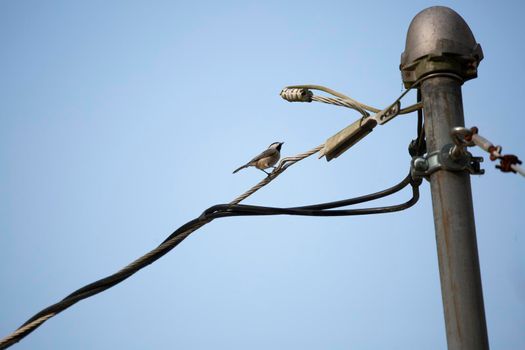 Black-capped chickadee (Poecile atricapillus) perched on an electrical wire