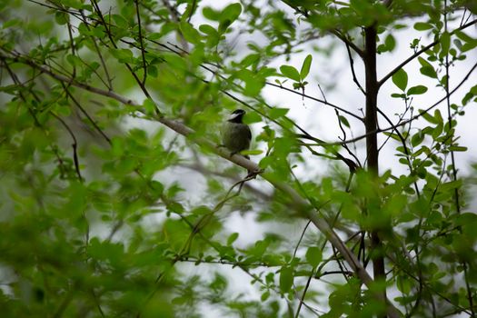 Curious black-capped chickadee (Poecile atricapillus) looking around from a perch on a bush