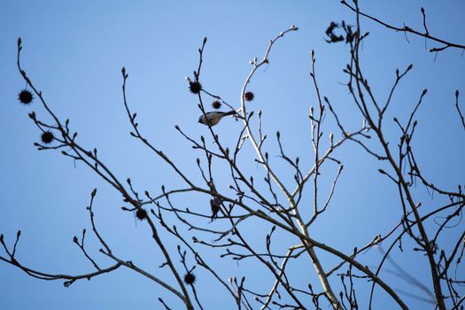 Black-capped chickadee (Poecile atricapillus) perched on a bare bush branch