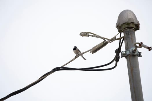 Curious black-capped chickadee (Poecile atricapillus) looking around on a grey day