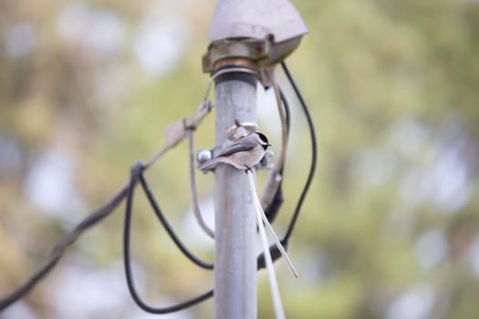 Black-capped chickadee (Poecile atricapillus) perched on a wire