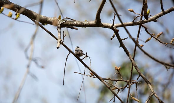 Black-capped chickadee (Poecile atricapillus) perched on a tree limb