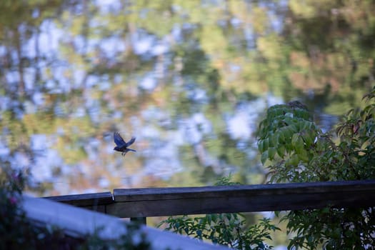 Eastern bluebird (Sialia sialis) flying across a wooden plank